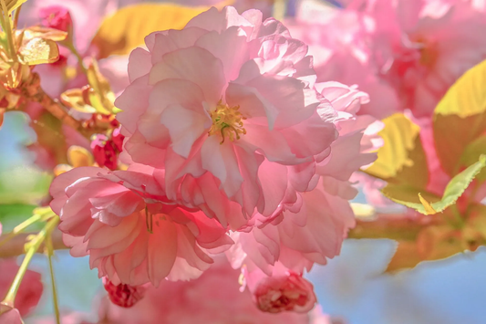 Nantucket Cherry Blossoms